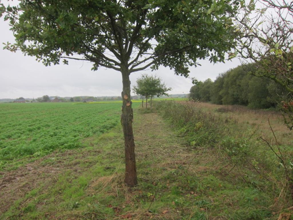 20/10/2019 – Chemin des Triches à Cortil-Wodon