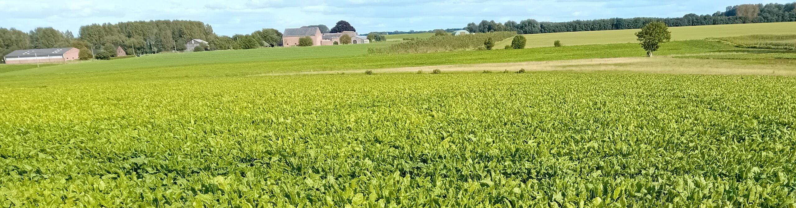 Dossier de Mandat de Grancey – un lotissement – un patrimoine